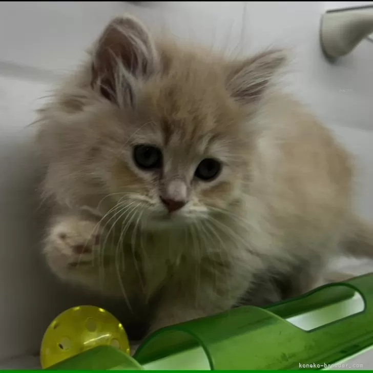 ID:2312-00361の子猫