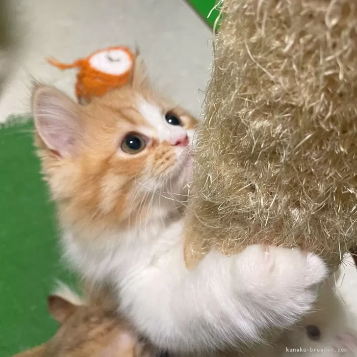 ID:2312-00359の子猫