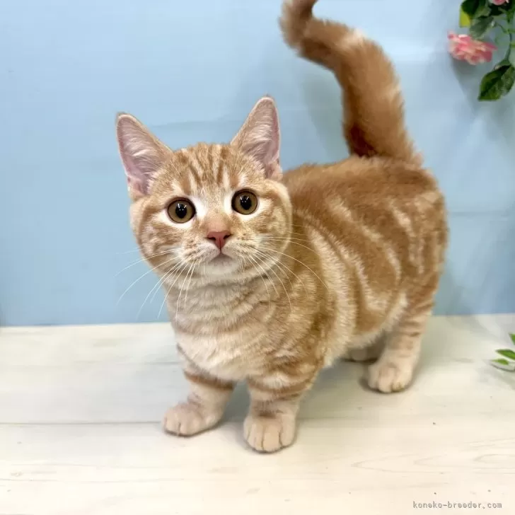 marino 様のお迎えした子猫