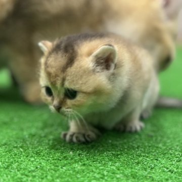 ブリティッシュショートヘア【広島県・男の子・2024年1月11日・ゴールデン（短毛）】の写真「人気のゴールドカラー」