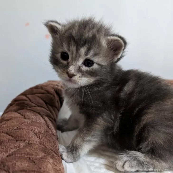 ID:2405-02174の子猫