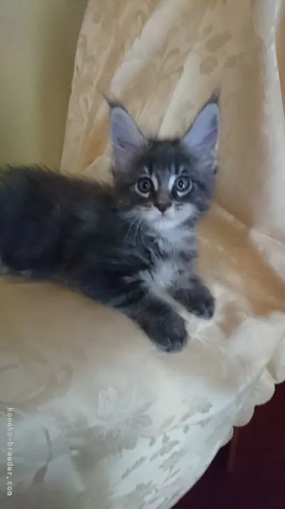 ID:2107-00726の子猫