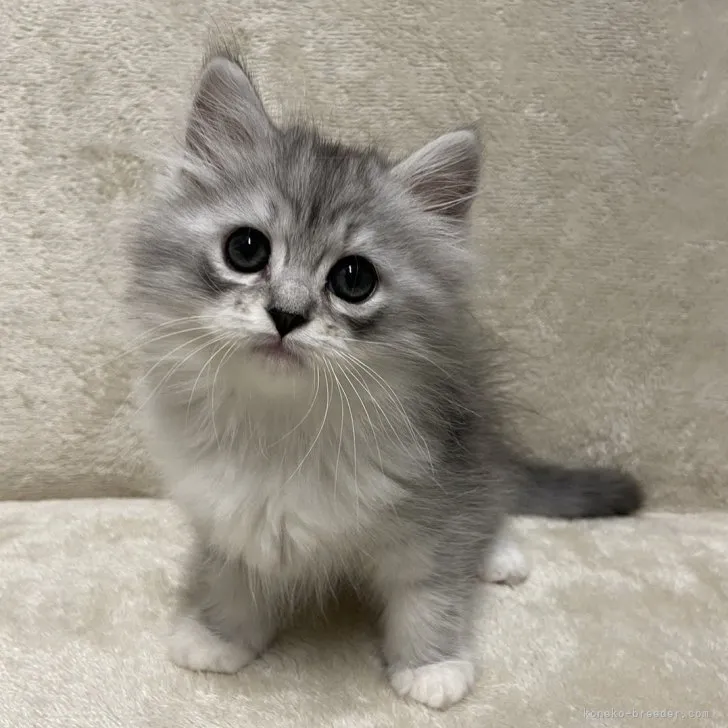 ID:2307-00360の子猫