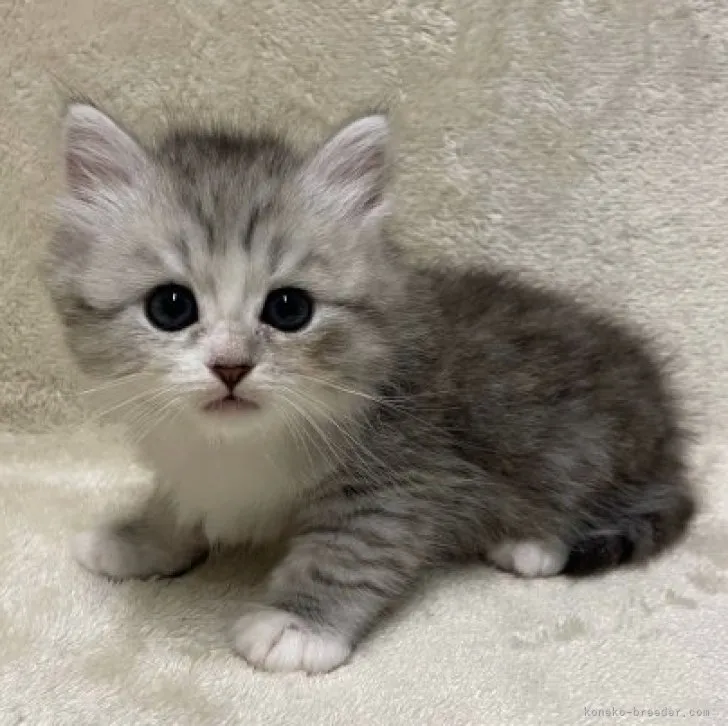 ID:2308-00671の子猫