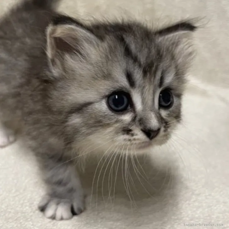 ID:2308-01167の子猫