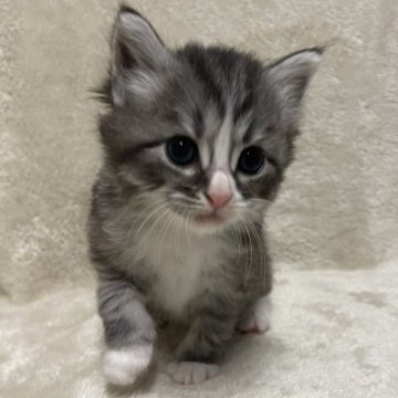 サイベリアン【三重県・男の子・2023年7月7日・ブルータビーホワイト】の写真「とても可愛い子です♡」