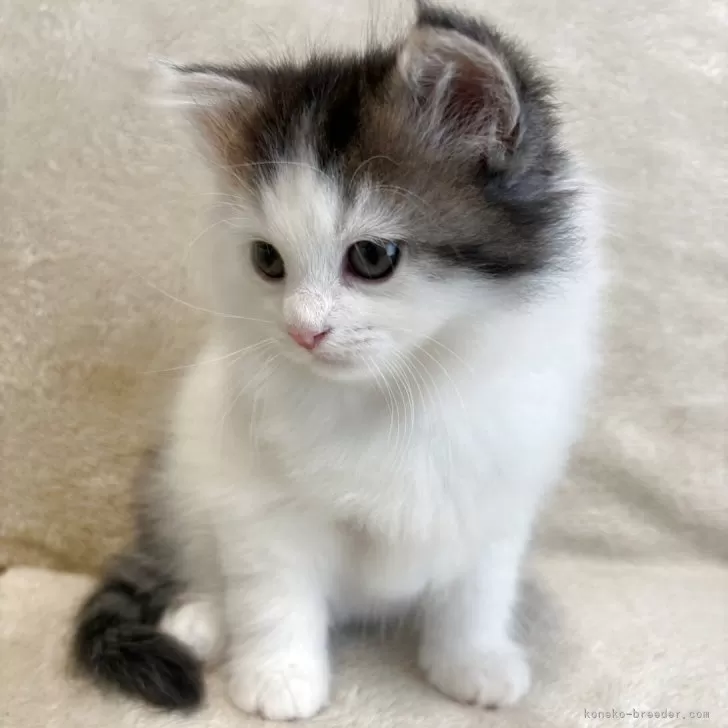 S.I 様のお迎えした子猫