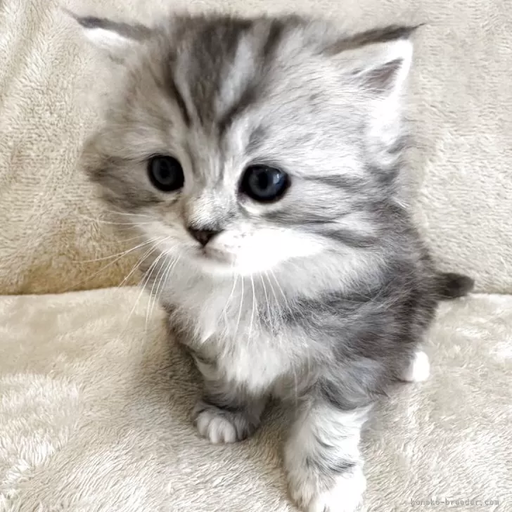 ID:2504-02434の子猫