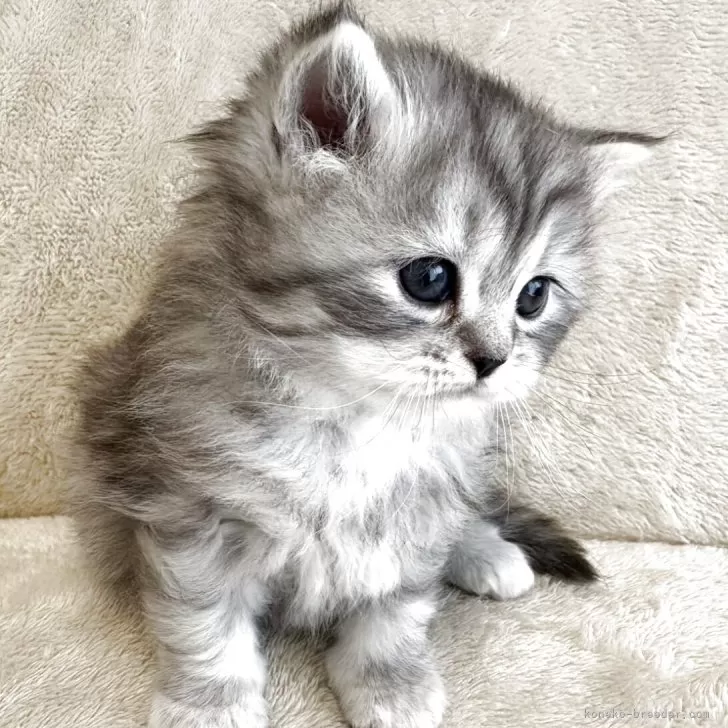 ID:2504-02433の子猫