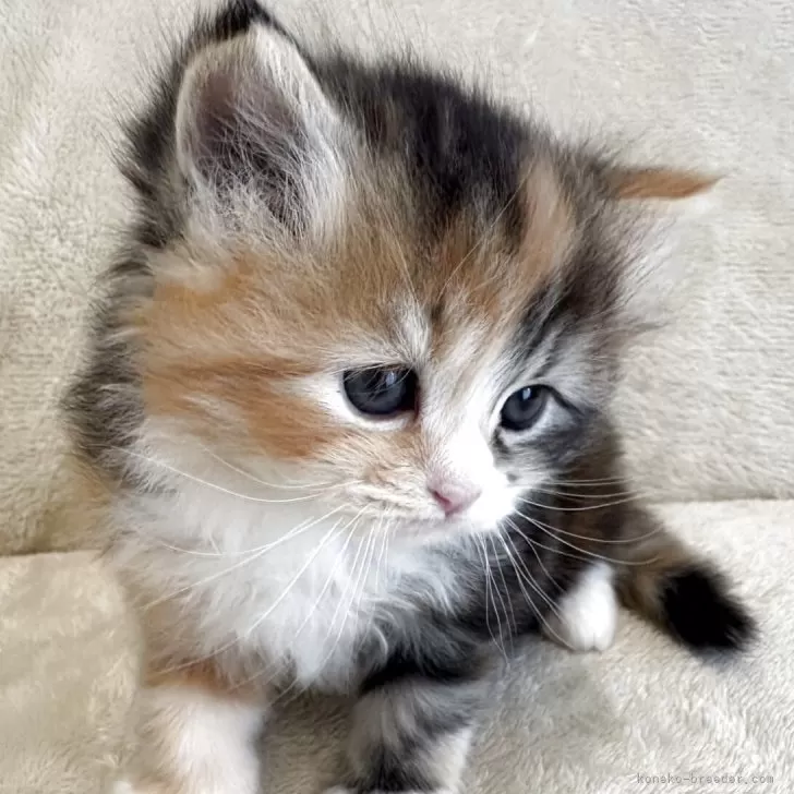 れおたみ 様のお迎えした子猫
