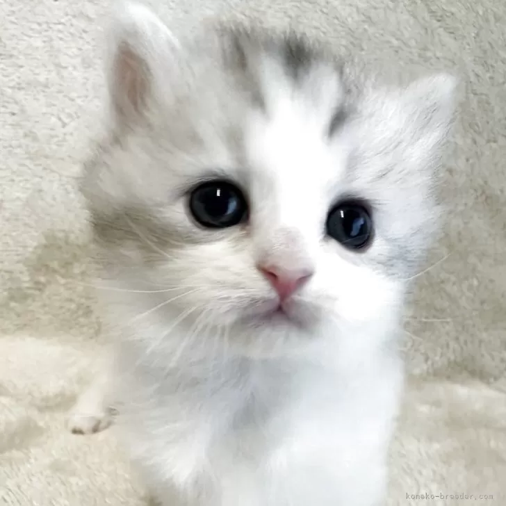 A 様のお迎えした子猫