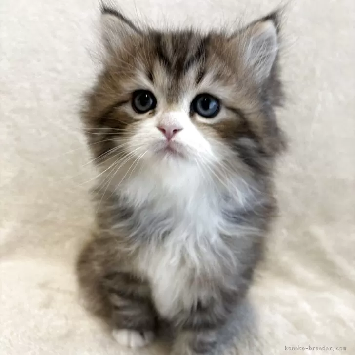 ID:2504-02430の子猫