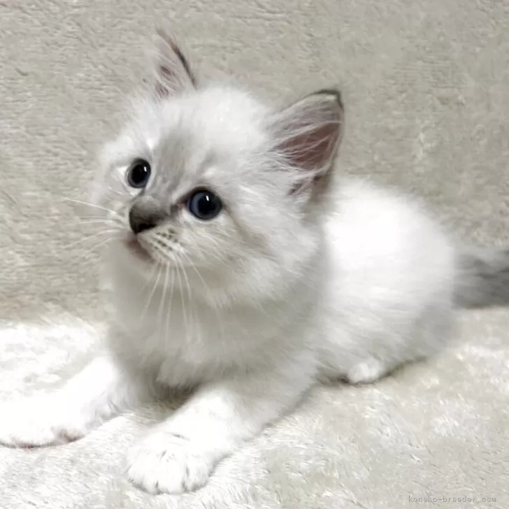 T.S 様のお迎えした子猫