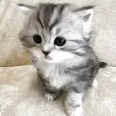 サイベリアン