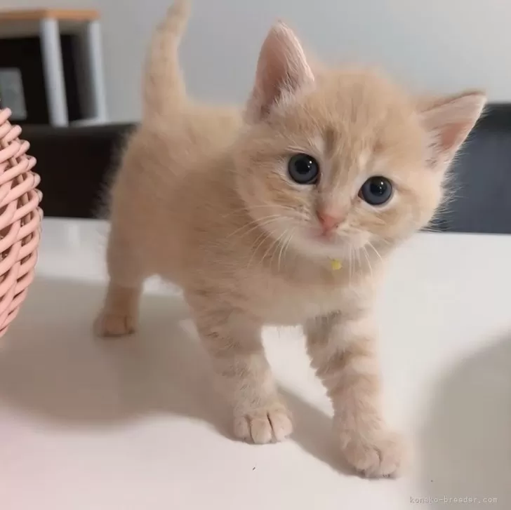 ID：2408-02382の子猫