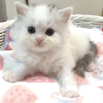 京都府の子猫を探す｜ブリーダー直販の子猫販売【みんなの子猫ブリーダー】