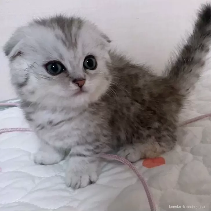 K.H 様のお迎えした子猫