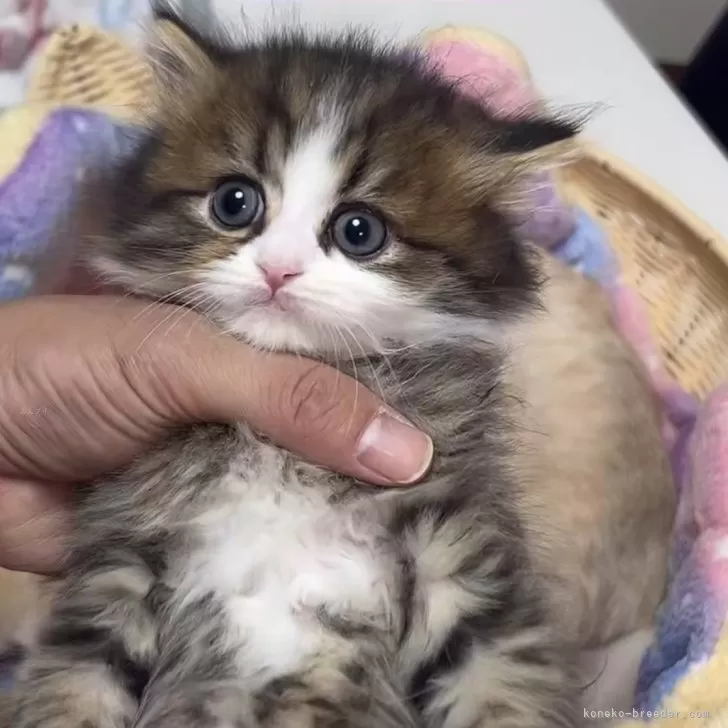 ID:2502-01720の子猫