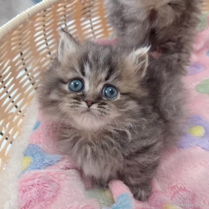 ID:2502-01607の子猫