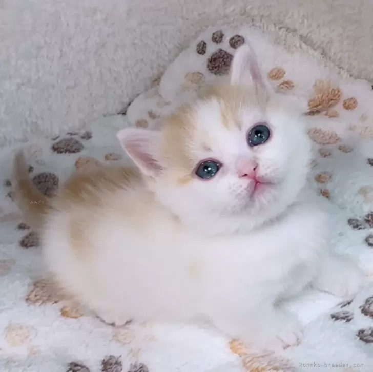 ID:2501-00644の子猫