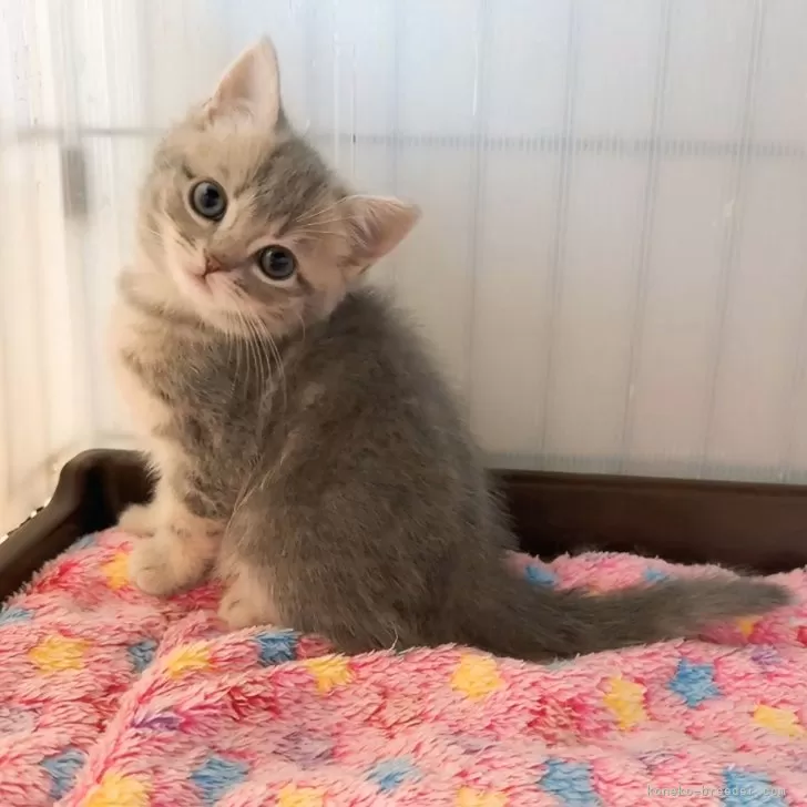 ID:2502-00802の子猫