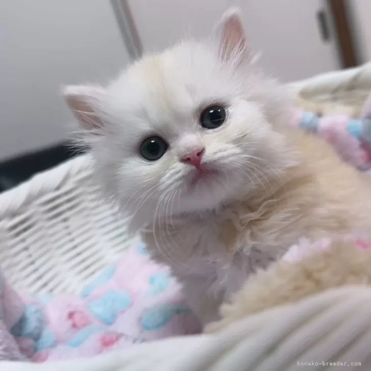 ID：2504-00077の子猫