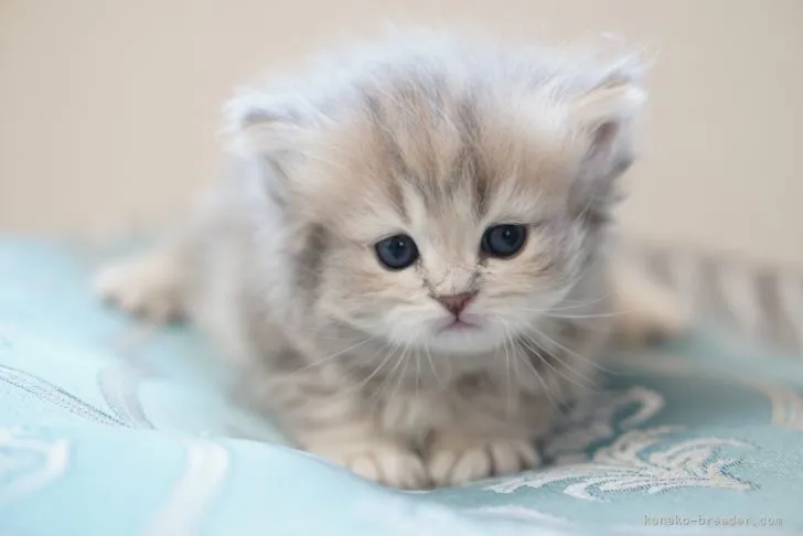 ID:2103-02144の子猫