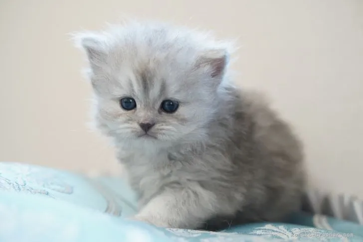 ID:2103-02145の子猫