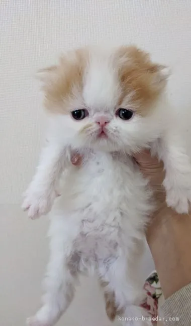 ID:2003-00416の子猫