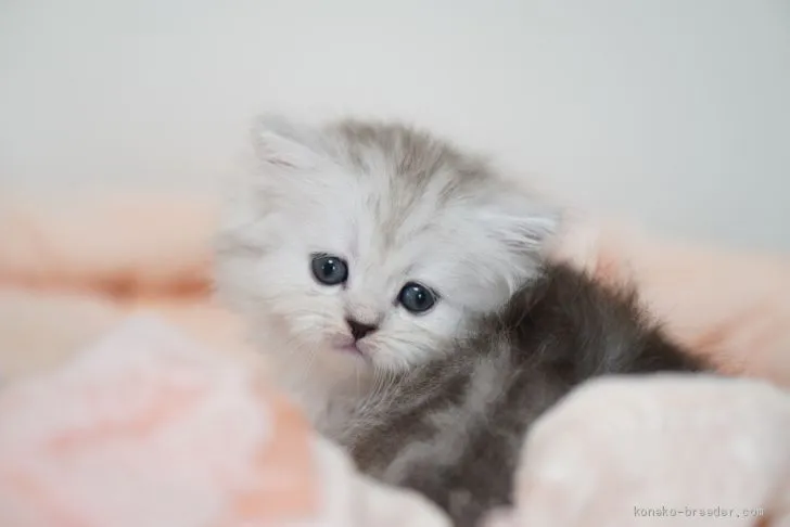 ID:2011-00505の子猫