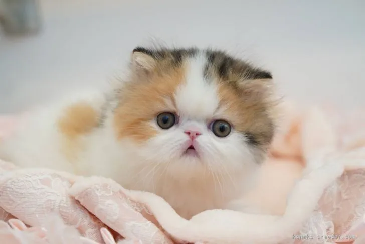 ID：2111-02441の子猫