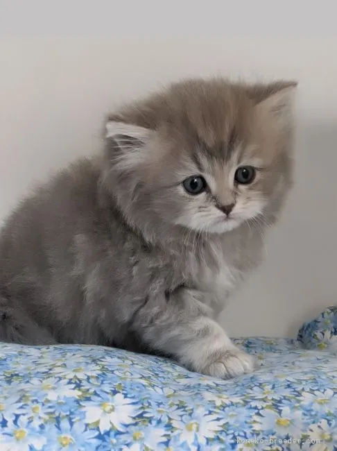ID:2005-00059の子猫