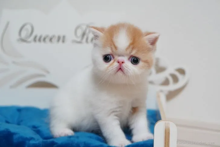 ID:2105-01452の子猫