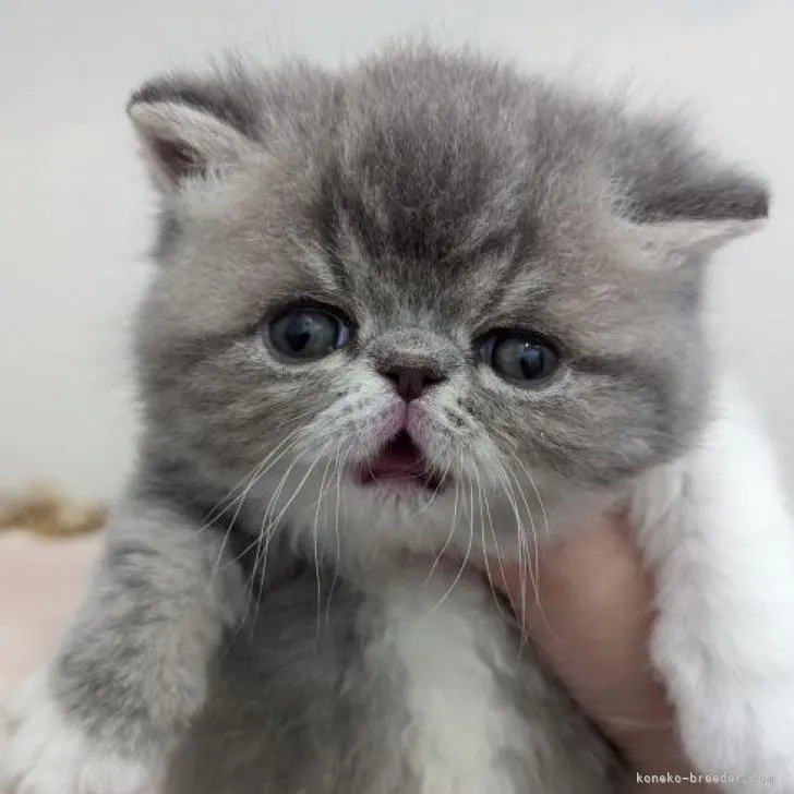 ID:2211-01390の子猫