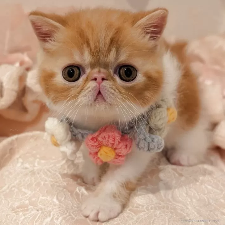 Y.A 様のお迎えした子猫