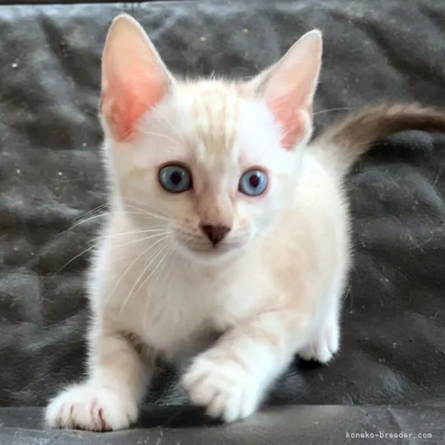 ID:2109-01831の子猫