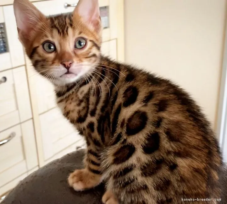 ID:2107-02606の子猫