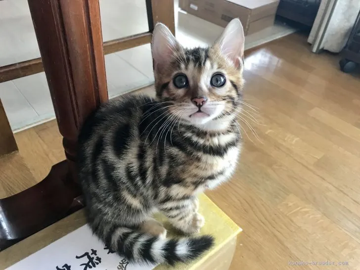 A 様のお迎えした子猫