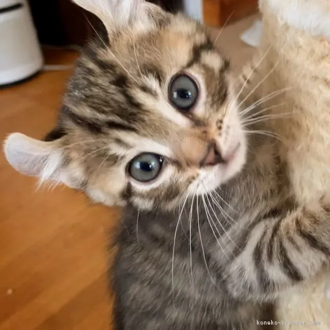 ID:2111-01254の子猫