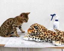 ベンガル【・男の子・2017年5月16日・BROWN(BK) SPOTTED TABBY】「4ヵ月の頃小柄な子供時代でした🐱」