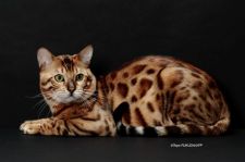 ベンガル【・男の子・2017年5月16日・BROWN(BK) SPOTTED TABBY】「カッコいい見た目と裏腹のシャイボーイです💓」