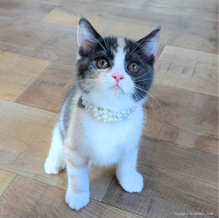 ID:2407-02155の子猫