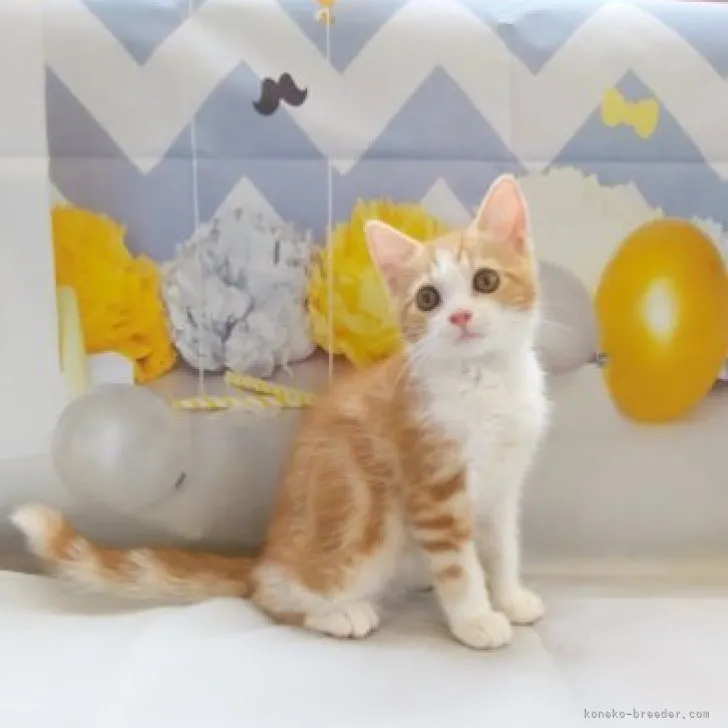 ID:2307-01147の子猫