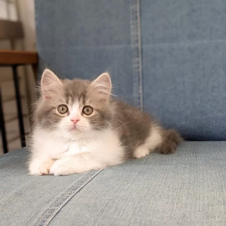 ID:2504-02280の子猫