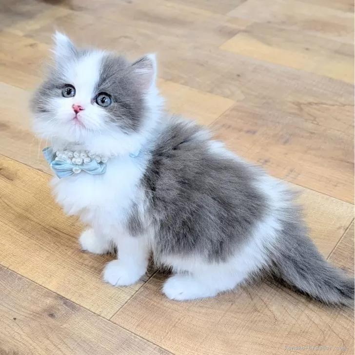 ID:2503-01531の子猫