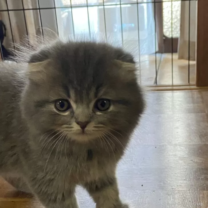 ID:2405-03645の子猫