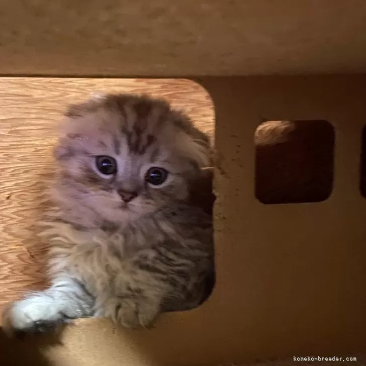 ID:2407-01143の子猫
