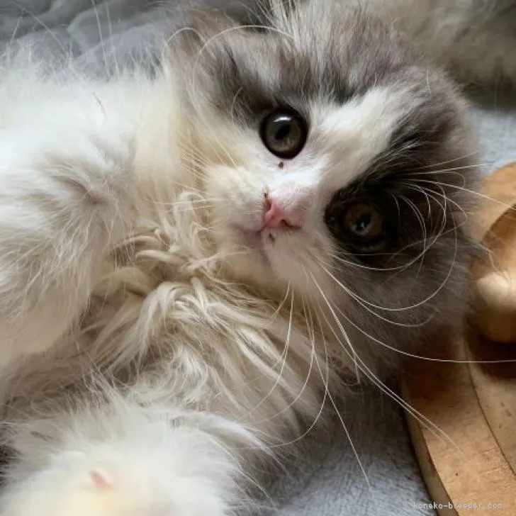 ID:2212-00132の子猫