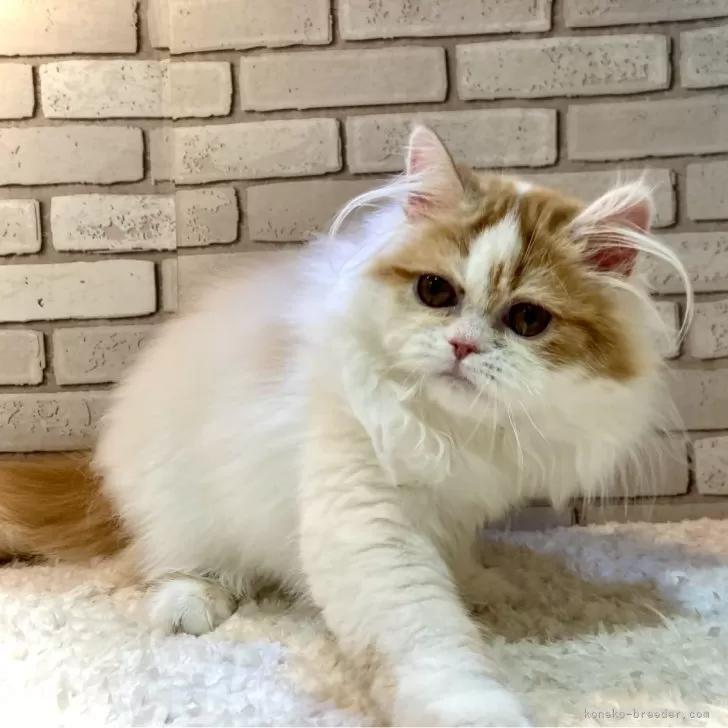ID:2503-01869の子猫