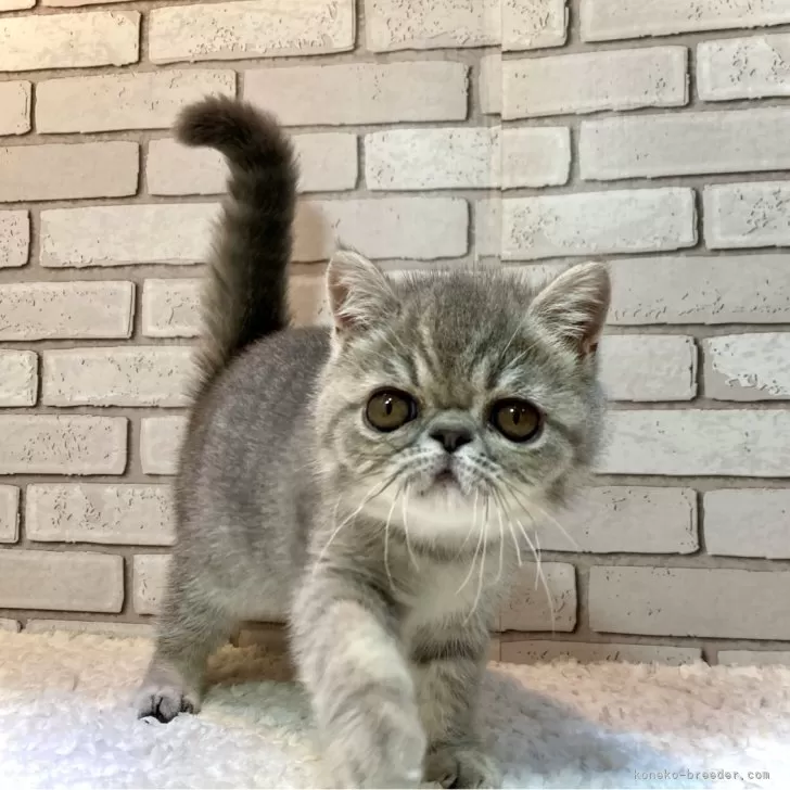 ID:2504-00298の子猫